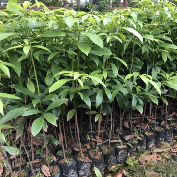名贵木材金丝楠木树苗四川小叶桢楠树苗