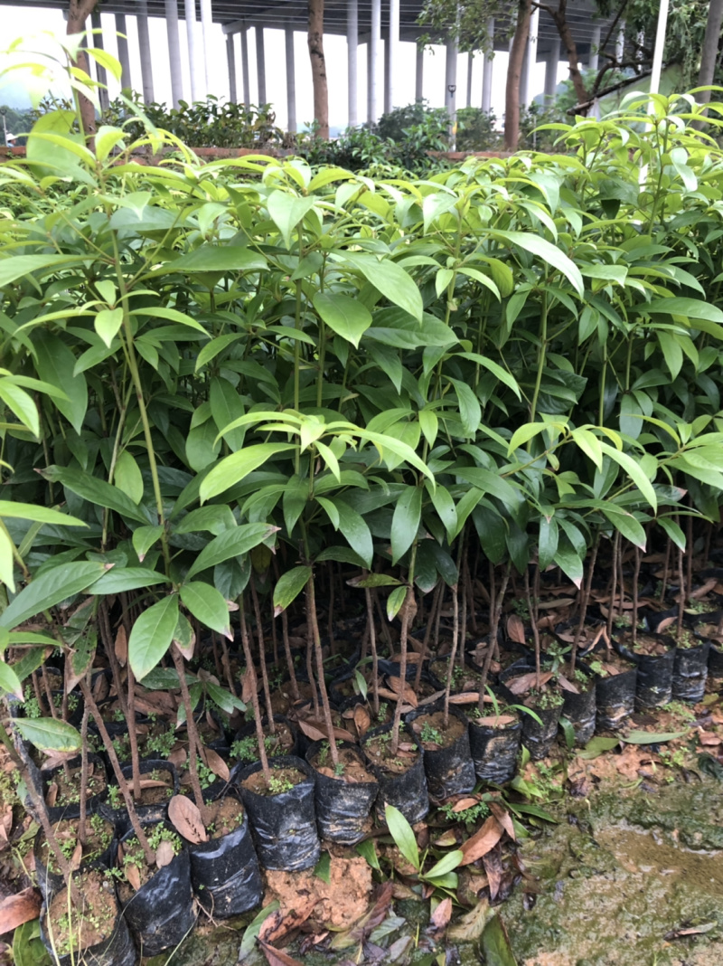 名贵木材金丝楠木树苗四川小叶桢楠树苗