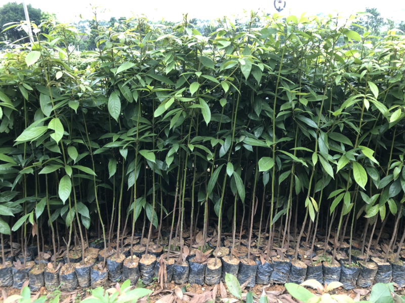 名贵木材金丝楠木树苗四川小叶桢楠树苗
