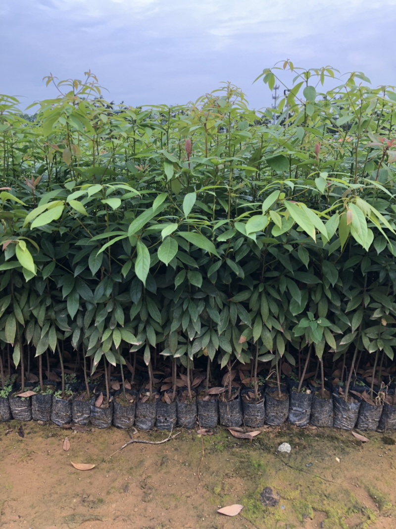名贵木材金丝楠木树苗四川小叶桢楠树苗