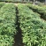 名贵木材金丝楠木树苗四川小叶桢楠树苗