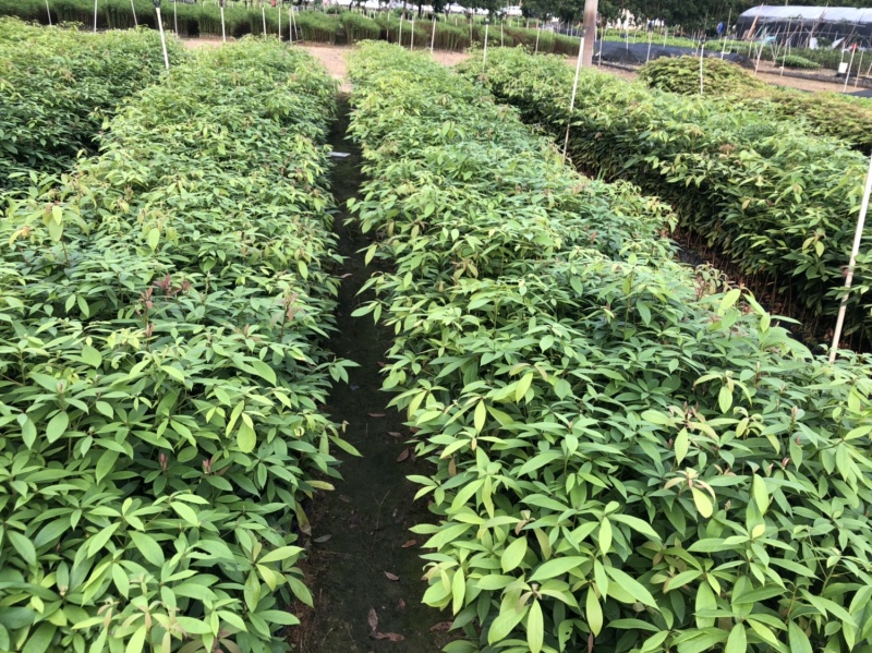 名贵木材金丝楠木树苗四川小叶桢楠树苗