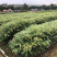 名贵木材金丝楠木树苗四川小叶桢楠树苗