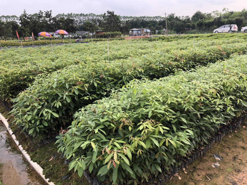 名贵木材金丝楠木树苗四川小叶桢楠树苗