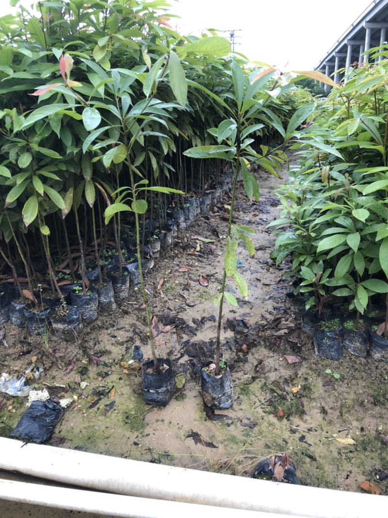 名贵木材金丝楠木树苗四川小叶桢楠树苗