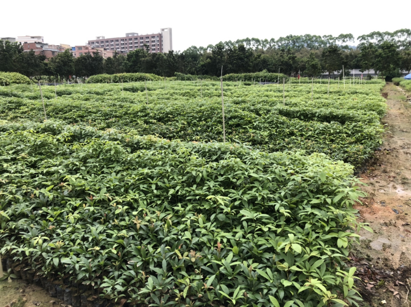 名贵木材金丝楠木树苗四川小叶桢楠树苗