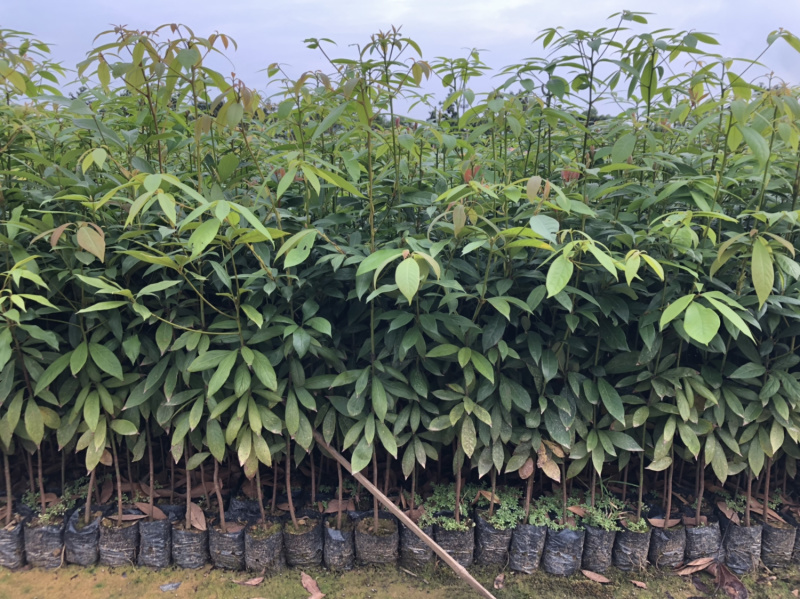 名贵木材金丝楠木树苗四川小叶桢楠树苗