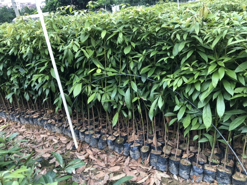 名贵木材金丝楠木树苗四川小叶桢楠树苗