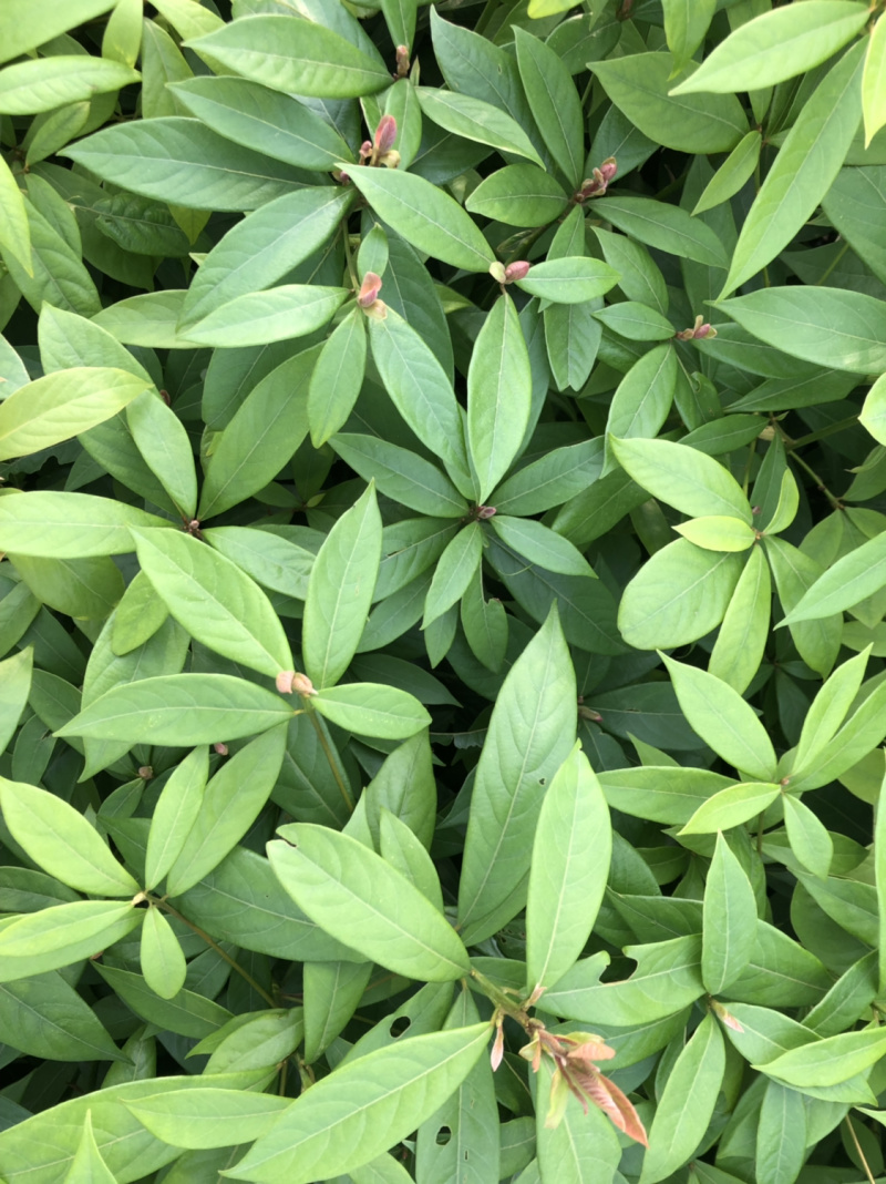名贵木材金丝楠木树苗四川小叶桢楠树苗