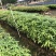 名贵木材金丝楠木树苗四川小叶桢楠树苗