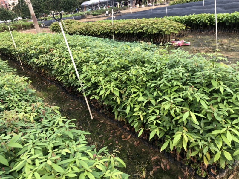 名贵木材金丝楠木树苗四川小叶桢楠树苗
