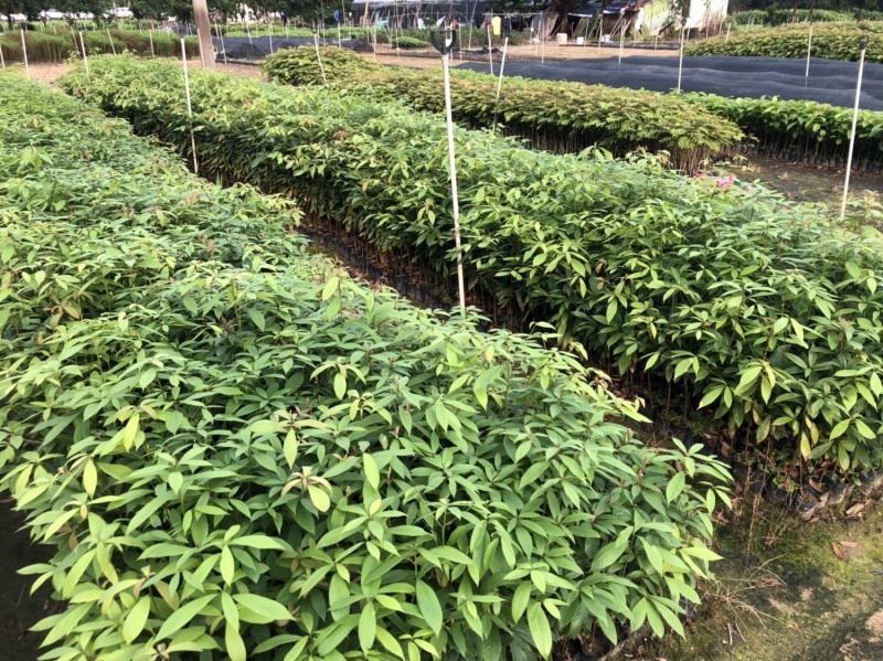 名贵木材金丝楠木树苗四川小叶桢楠树苗