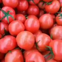 硬粉西红柿大红西红柿大量上市，基地直供对接各种平台