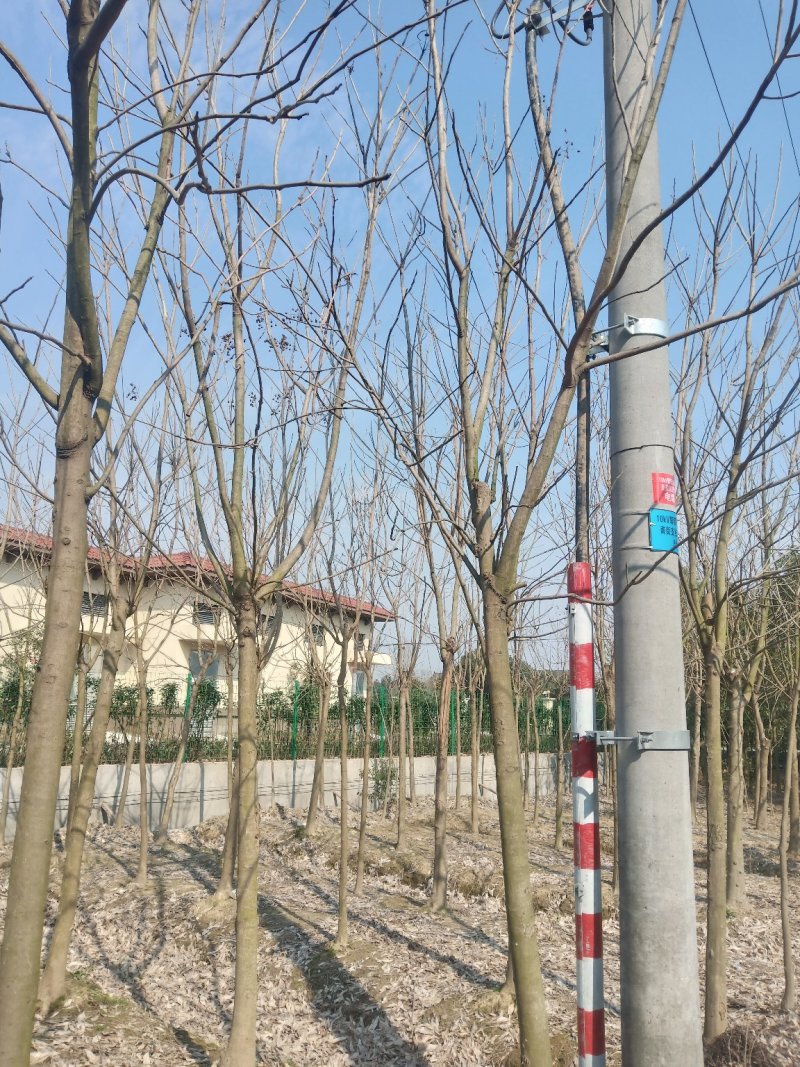 【无患子树】3-25公分优质乔灌木绿化/公园欢迎实地