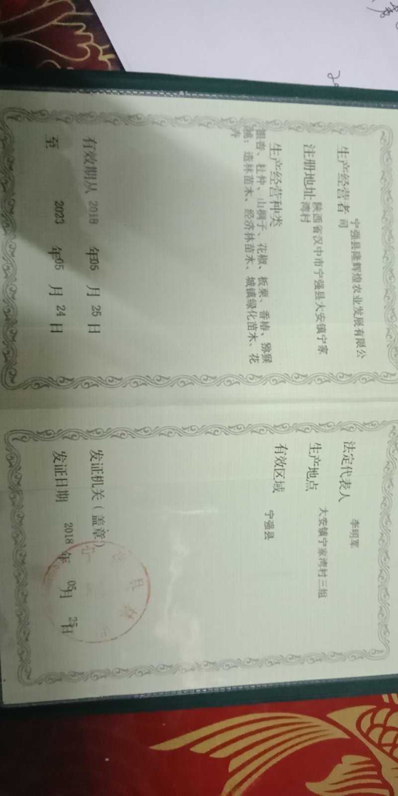 毛叶山子苗