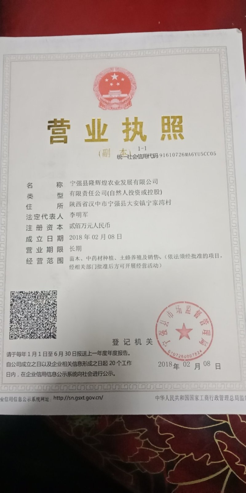 毛叶山子苗
