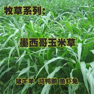 [牧草种子批发]墨西哥玉米草种子,亩用6--8斤,发芽率%