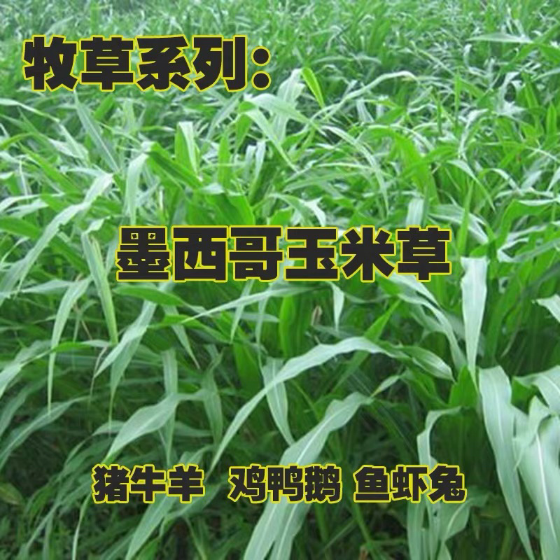 墨西哥玉米草种子多年生四季常青猪牛羊鸡鸭鹅牧草种子