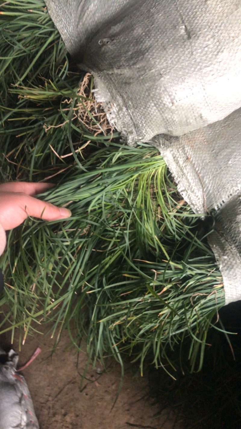 细叶麦冬中叶麦冬兰花三七基地直销..