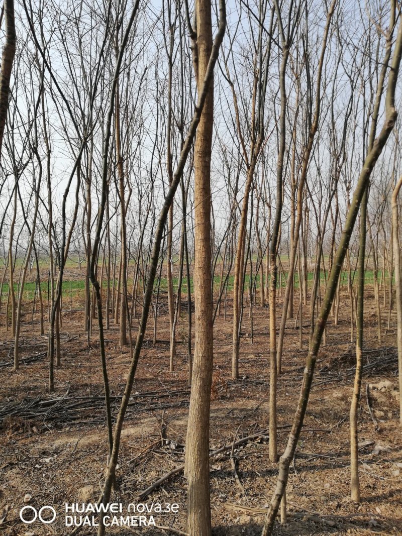 国槐