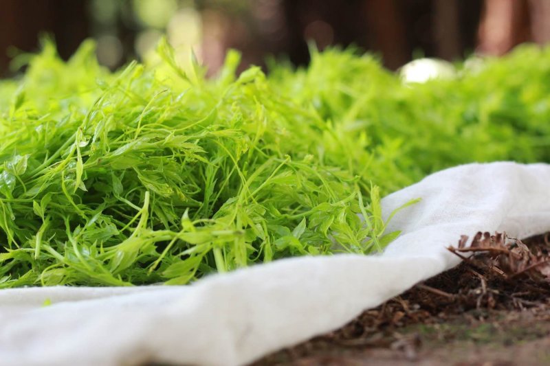 张家界钩古藤茶特级莓茶润喉利肺嫩芽尖养生茶