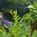张家界钩古藤茶特级莓茶润喉利肺嫩芽尖养生茶