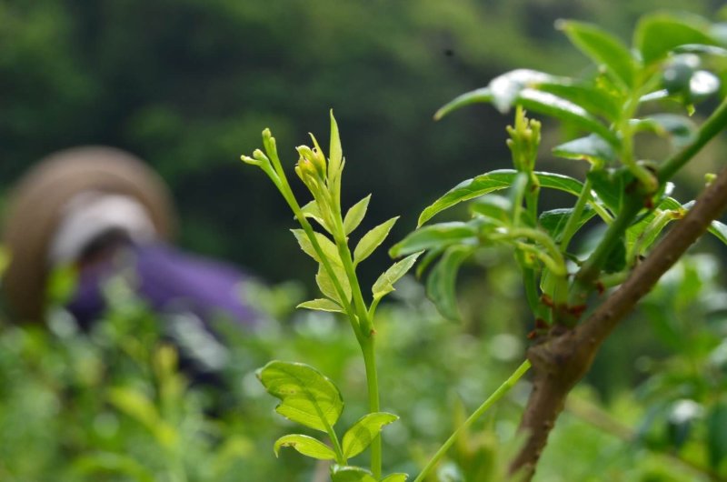 张家界钩古藤茶特级莓茶润喉利肺嫩芽尖养生茶