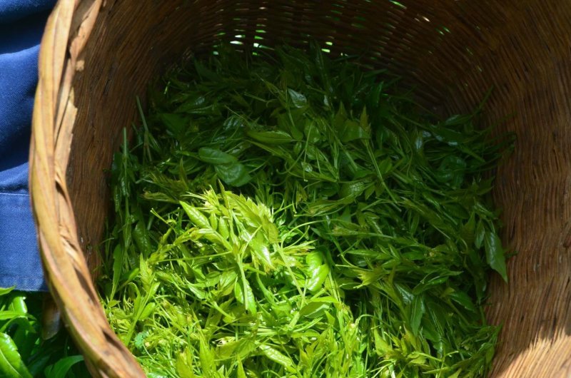 张家界钩古藤茶特级莓茶润喉利肺嫩芽尖养生茶