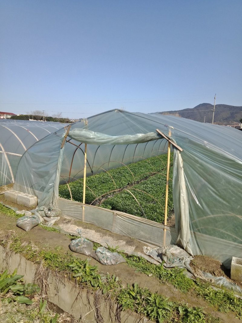 【热卖】辣椒苗(线椒，牛角椒)根茎粗壮产量高量大从优