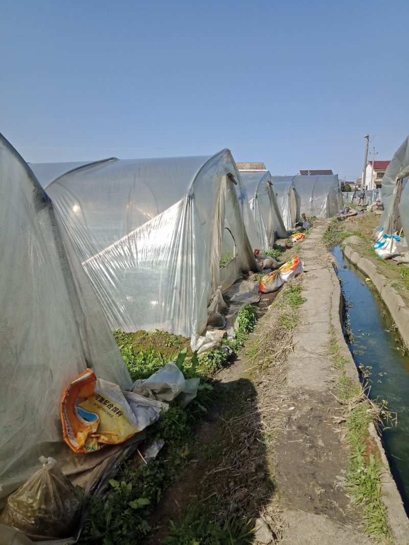 【热卖】辣椒苗(线椒，牛角椒)根茎粗壮产量高量大从优