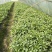 【热卖】辣椒苗(线椒,牛角椒)根茎粗壮产量高量大从优