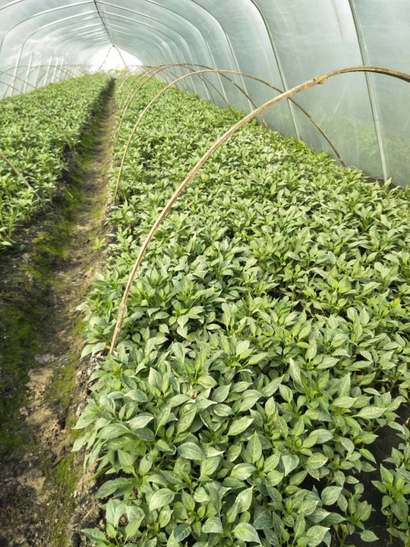 【热卖】辣椒苗(线椒，牛角椒)根茎粗壮产量高量大从优