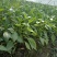 【热卖】辣椒苗(线椒,牛角椒)根茎粗壮产量高量大从优