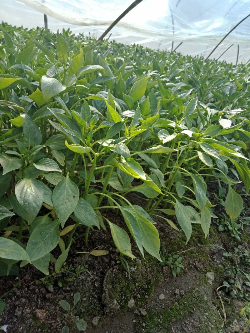 【热卖】辣椒苗(线椒，牛角椒)根茎粗壮产量高量大从优