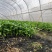 【热卖】辣椒苗(线椒,牛角椒)根茎粗壮产量高量大从优