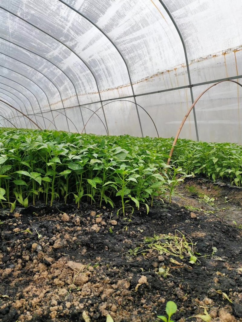 【热卖】辣椒苗(线椒，牛角椒)根茎粗壮产量高量大从优