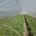 【热卖】辣椒苗(线椒,牛角椒)根茎粗壮产量高量大从优