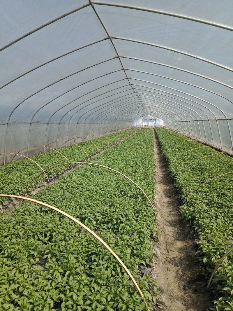 【热卖】辣椒苗(线椒，牛角椒)根茎粗壮产量高量大从优