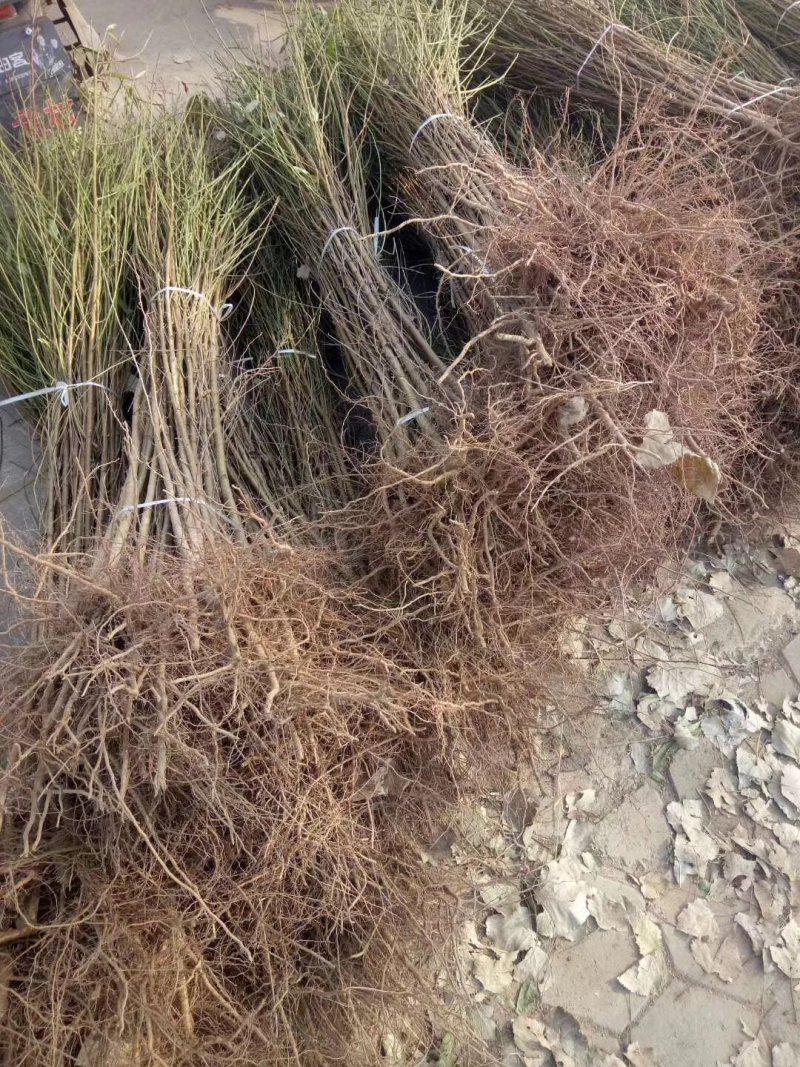 实生桃树苗嫁接品种桃树苗砧木占地桃树树苗