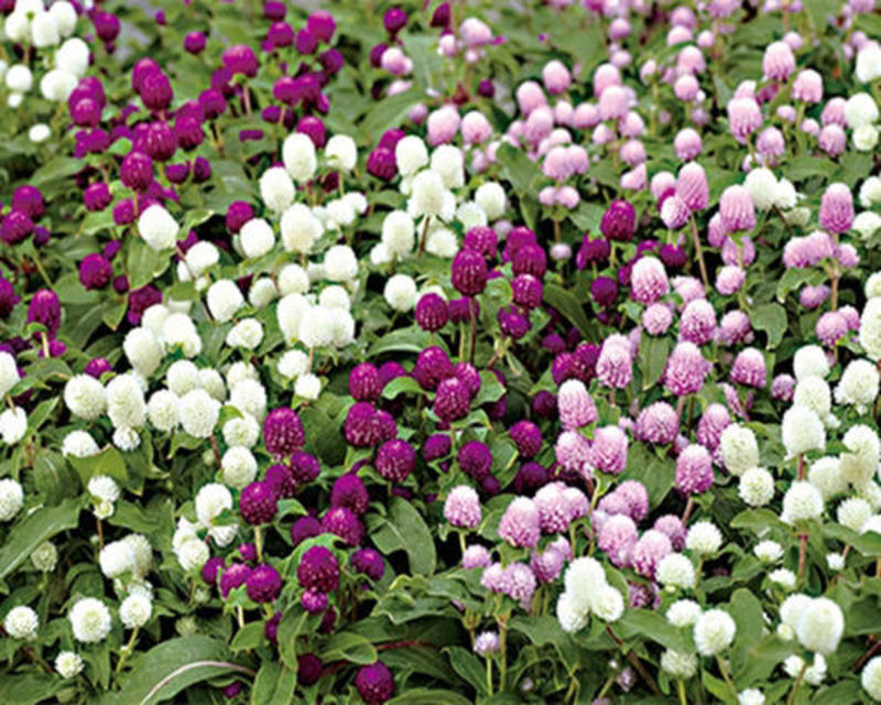 千日红种子千日紫种子四季开花庭院别墅路边景观绿化花种子