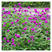 千日红种子千日紫种子四季开花庭院别墅路边景观绿化花种子