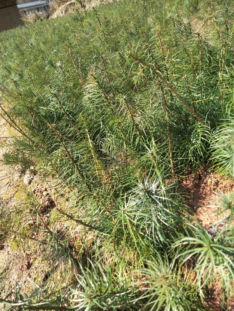造林杉树苗小苗20-30公分