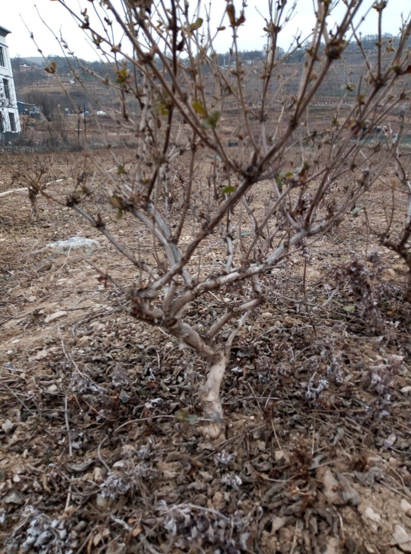 金银花树