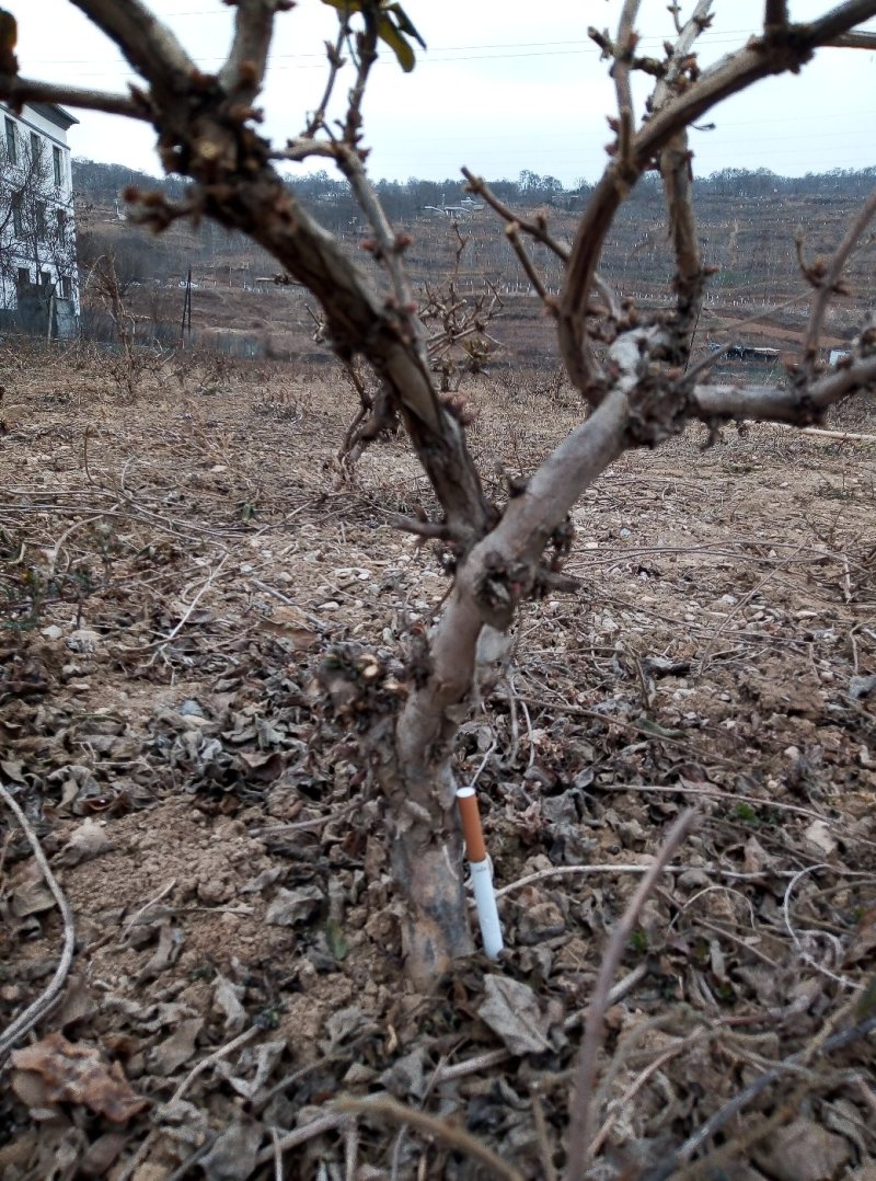 金银花树