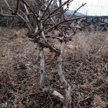 金银花树