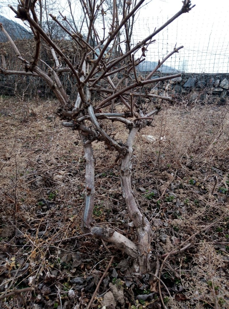 金银花树