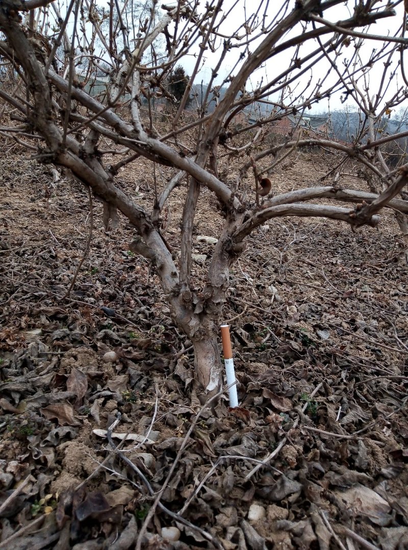 金银花树
