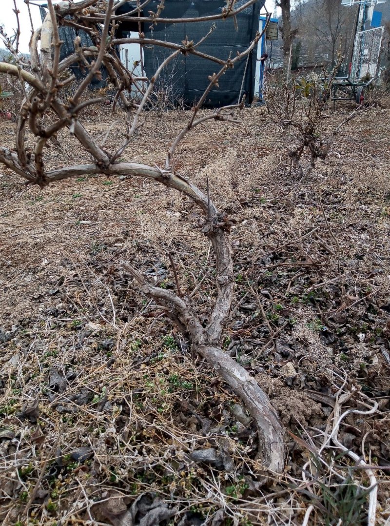 金银花树