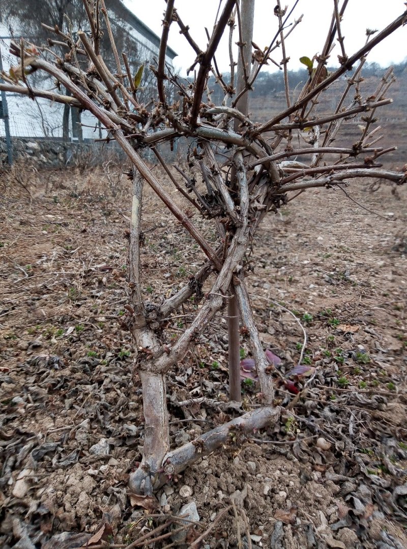 金银花树