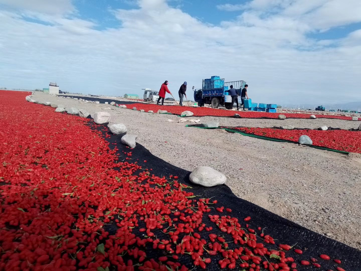 黑枸杞原产地采摘场景